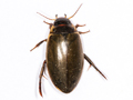 Colymbetes fuscus